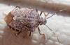Halyomorpha halys